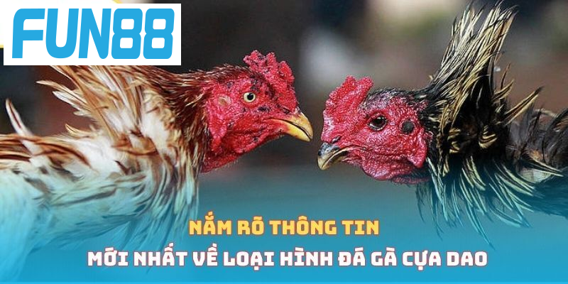 Nắm rõ thông tin mới nhất về loại hình đá gà cựa dao