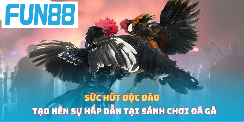 Sức hút độc đáo tạo nên sự hấp dẫn tại sảnh chơi đá gà